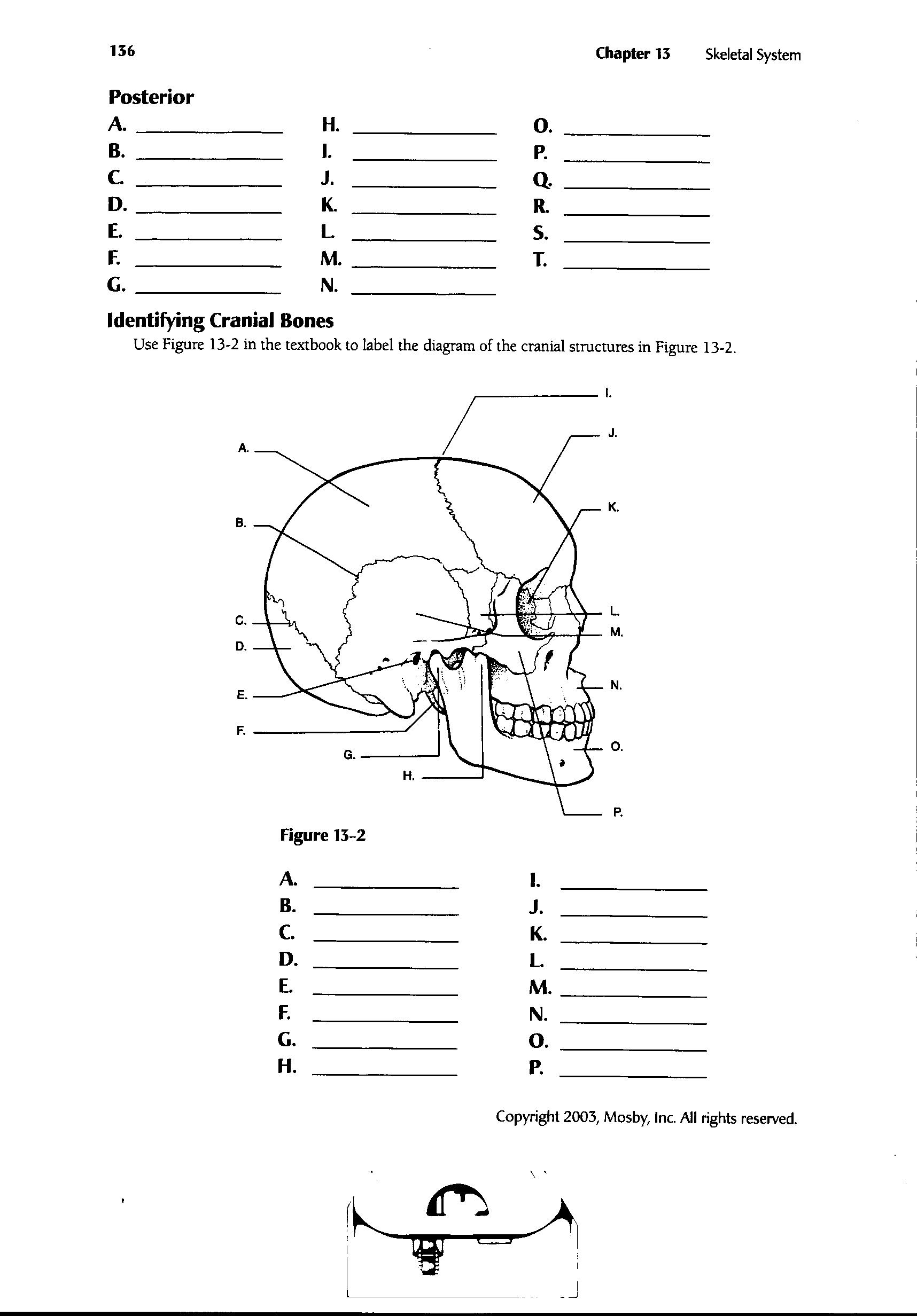 13 Muscle Labeling Worksheet Free PDF At Worksheeto