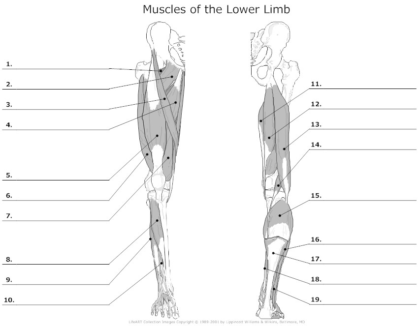 muscle labeling worksheet
