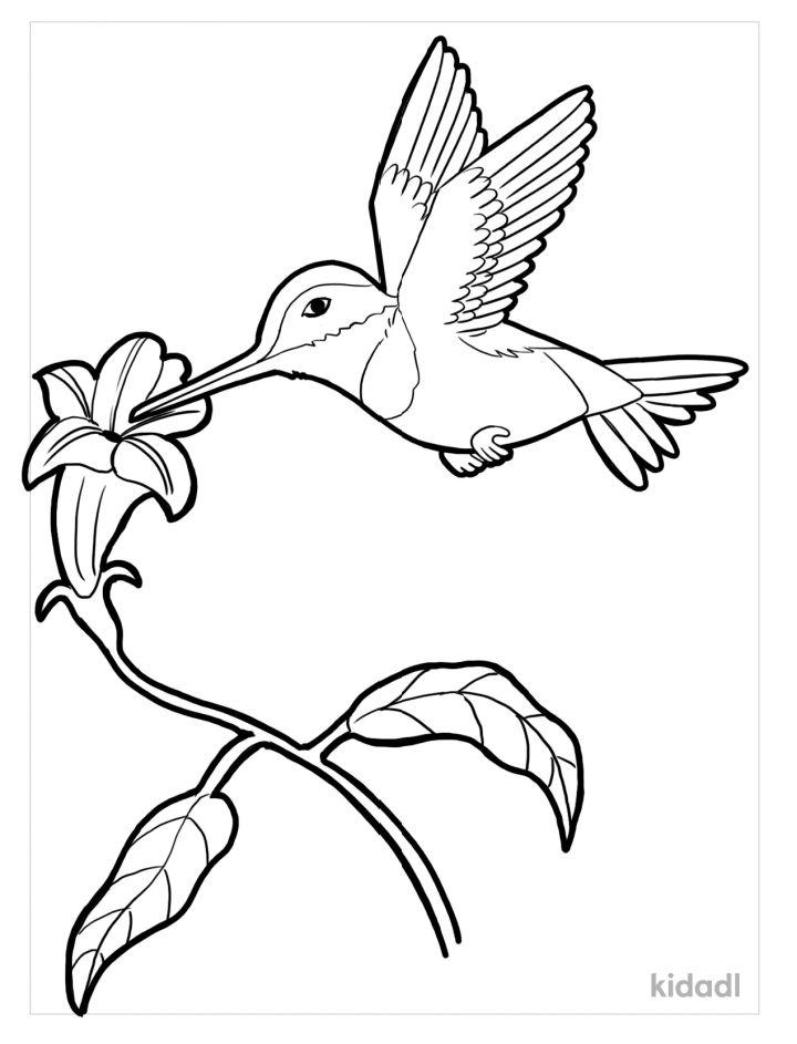 Hummingbird Coloring Pages
