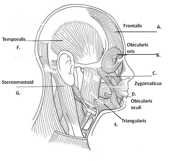 30 Muscles Of The Head And Neck Worksheet Worksheets Decoomo