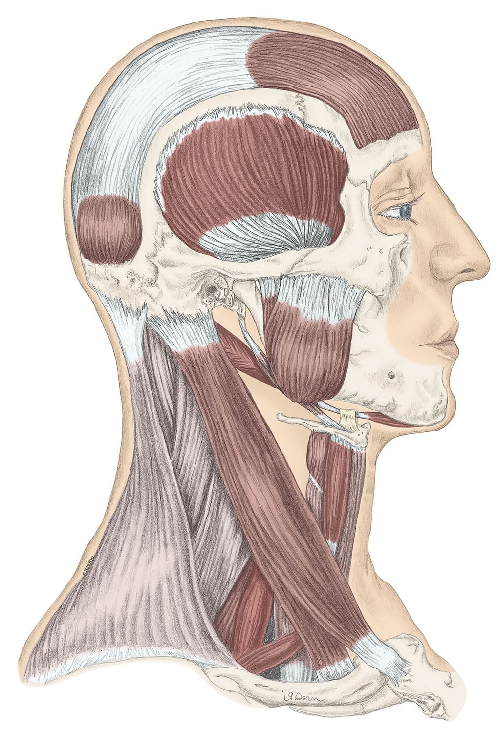 30 Muscles Of The Head And Neck Worksheet Worksheets Decoomo