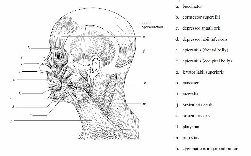 muscles of the head and neck worksheet