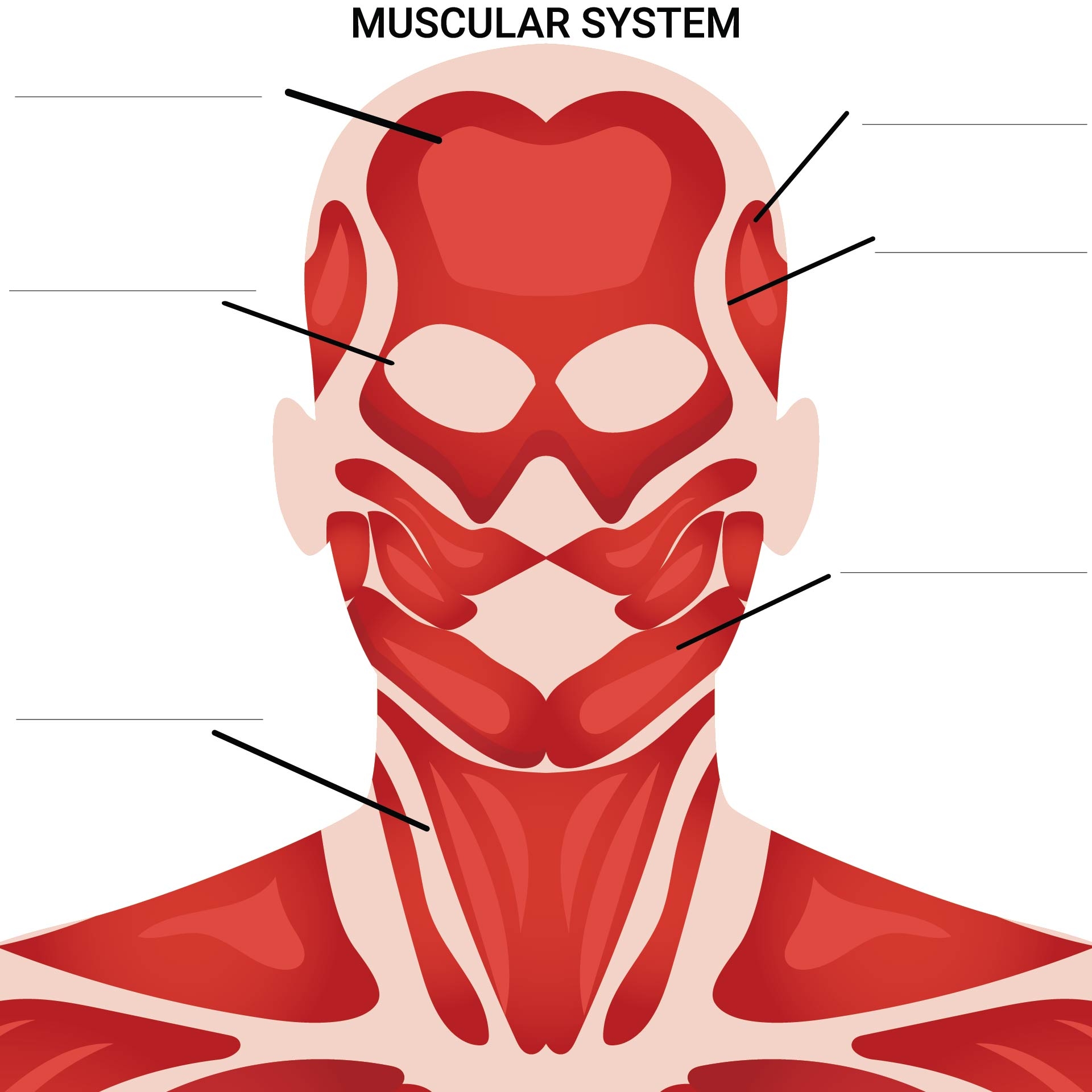 30 Muscles Of The Head And Neck Worksheet Worksheets Decoomo