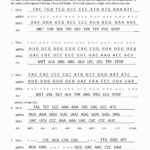 46 Transcription And Translation Practice Worksheet Chessmuseum
