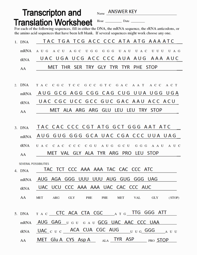 46 Transcription And Translation Practice Worksheet Chessmuseum