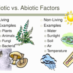 50 Abiotic Vs biotic Factors Worksheet Answers