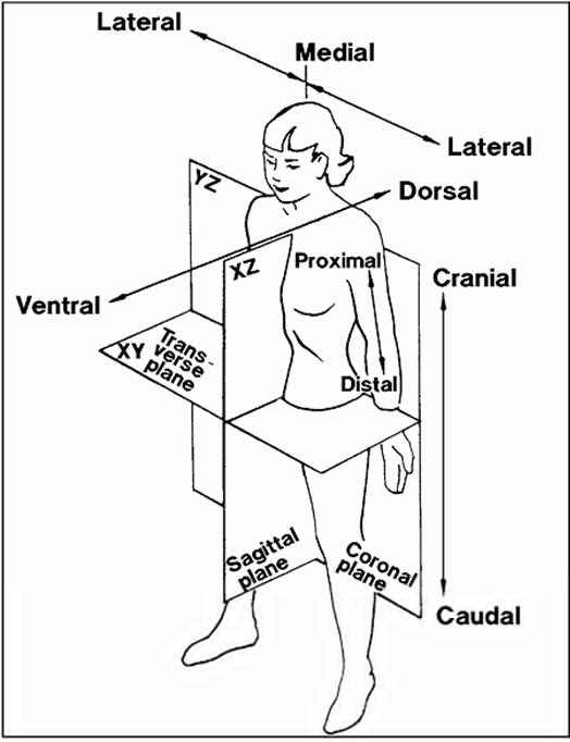 anatomical terms worksheet