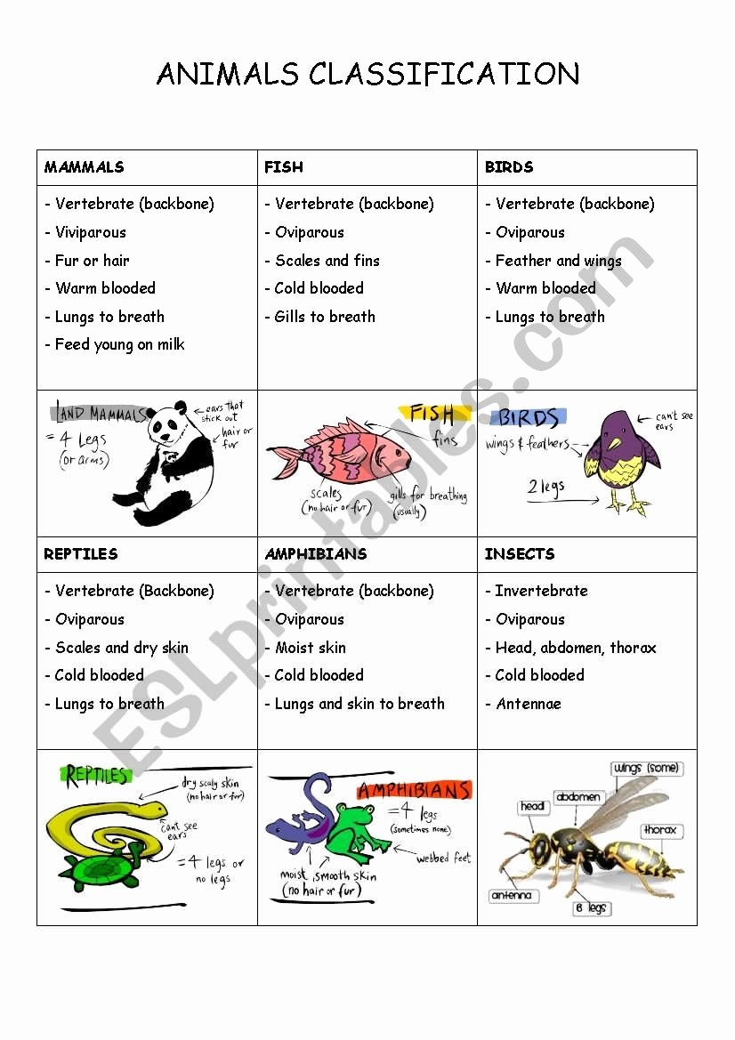 50 Animal Classification Worksheet Pdf Chessmuseum Template Library