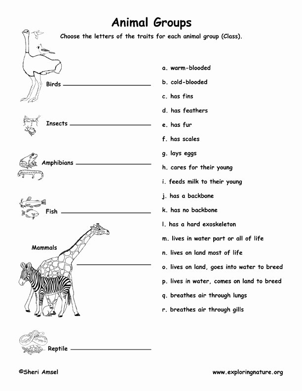 50 Animal Classification Worksheet Pdf Chessmuseum Template Library
