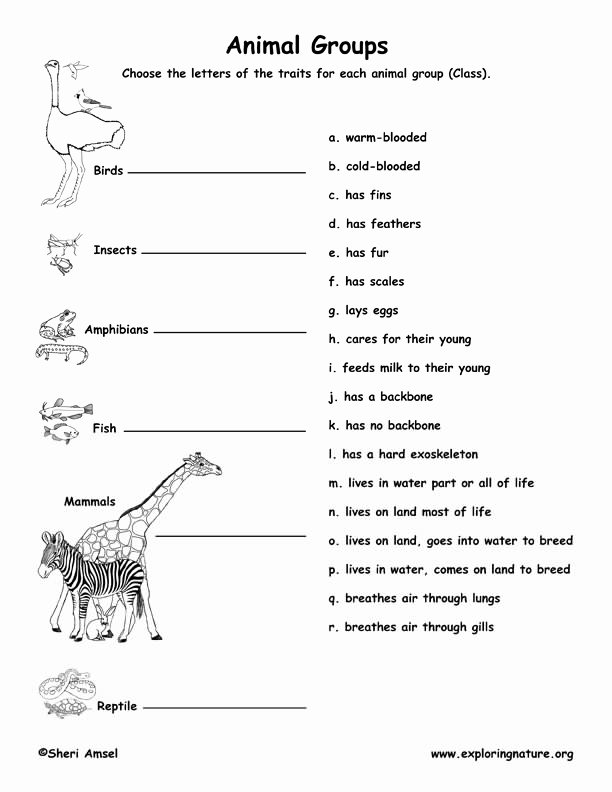 50 Animal Classification Worksheet Pdf Chessmuseum Template Library