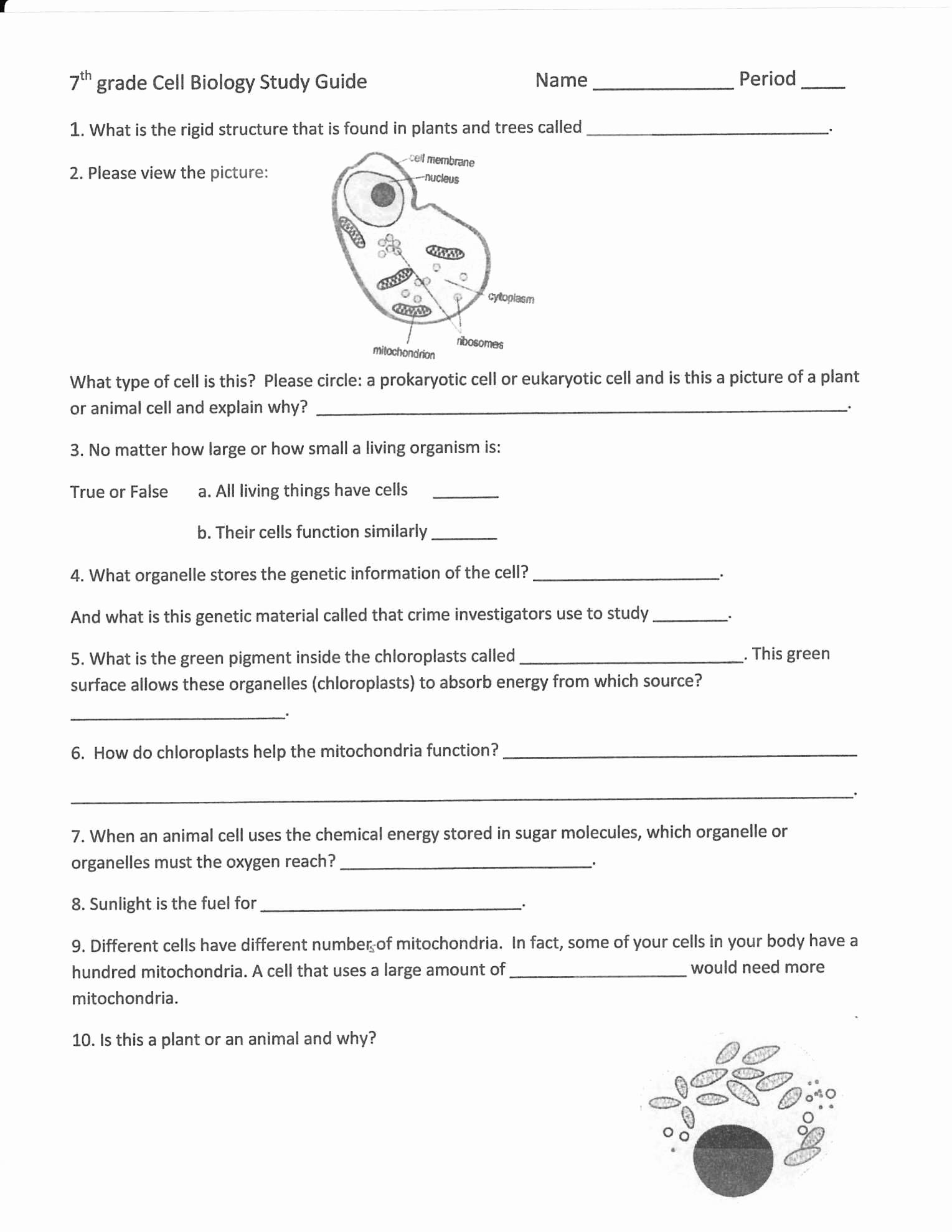 50 Conservation Of Energy Worksheet Chessmuseum Template Library