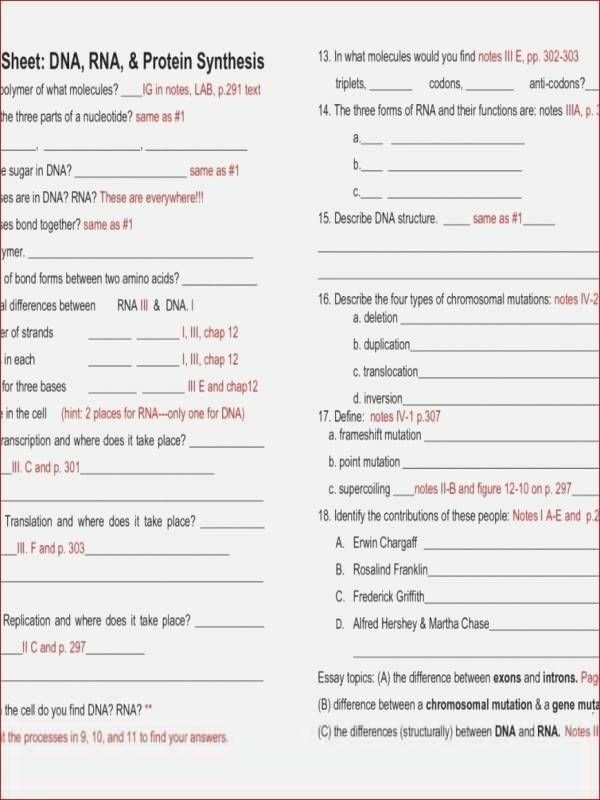 50 Protein Synthesis Worksheet Answer Key