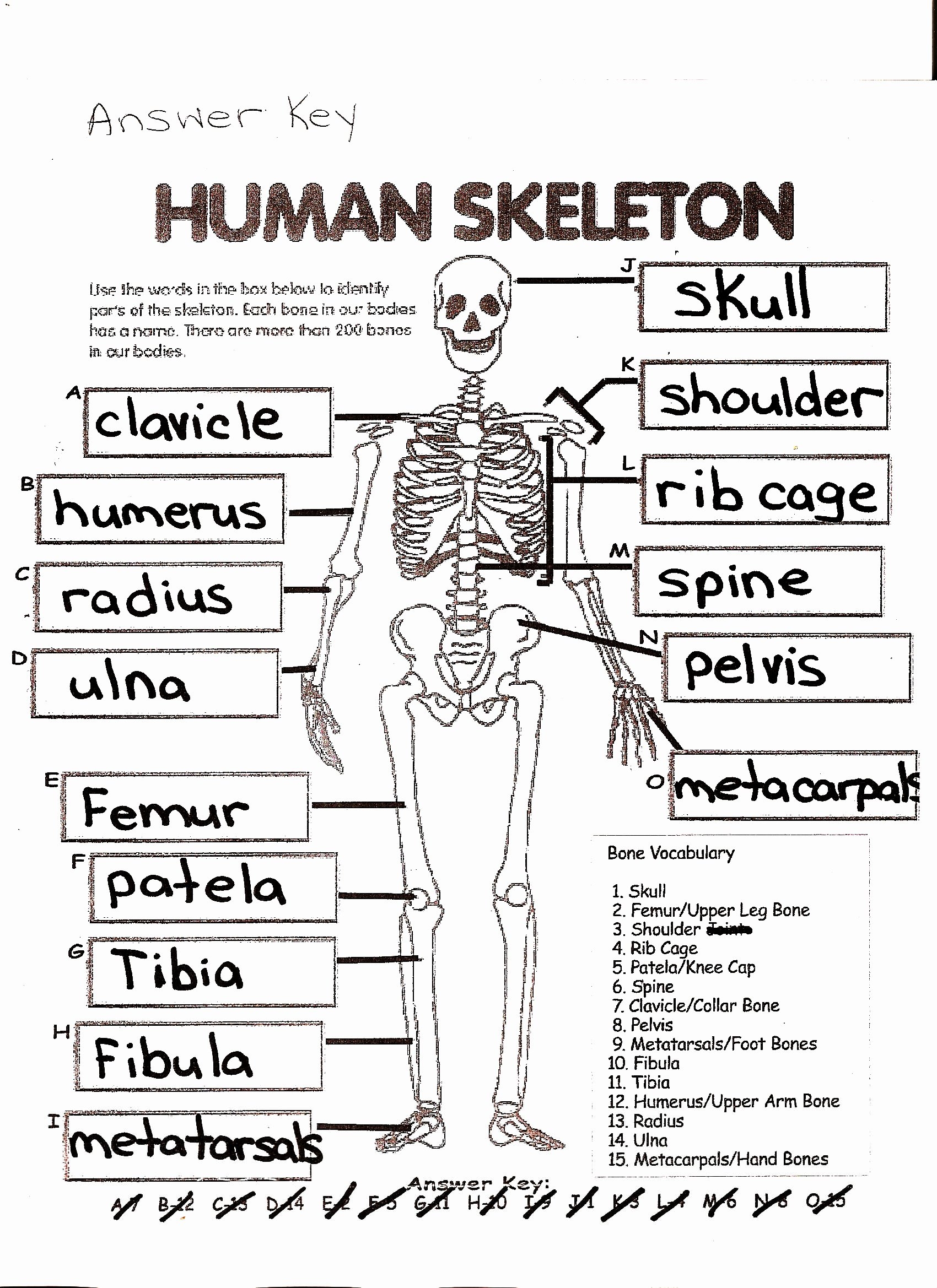 50 Skeletal System Worksheet Pdf Chessmuseum Template Library