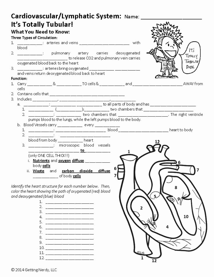 50 The Cardiovascular System Worksheet Chessmuseum Template Library