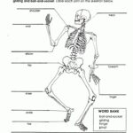 5th Grade Science Body Systems Worksheets Scienceworksheets