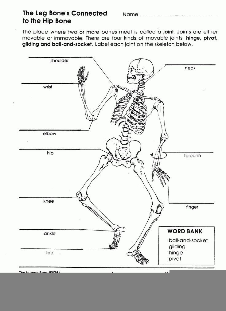 5th Grade Science Body Systems Worksheets Scienceworksheets