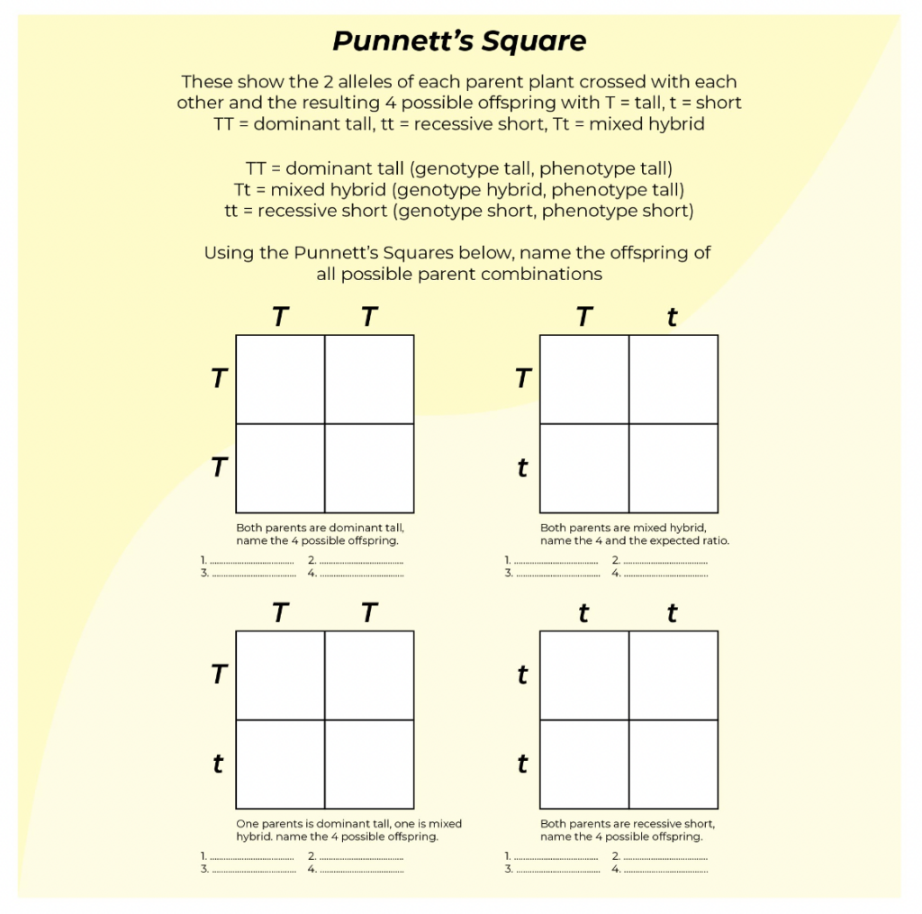 punnett squares practice worksheet