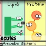Amoeba Sisters Video Recap Answer Key Microscopes Worksheets Library