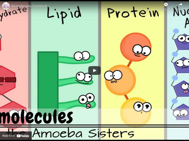 Amoeba Sisters Video Recap Answer Key Microscopes Worksheets Library