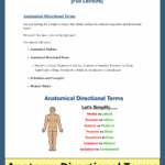 Anatomical Position Directional Terms PDF Definitions Diagrams