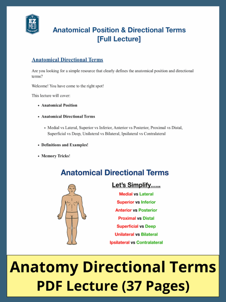 Anatomical Position Directional Terms PDF Definitions Diagrams