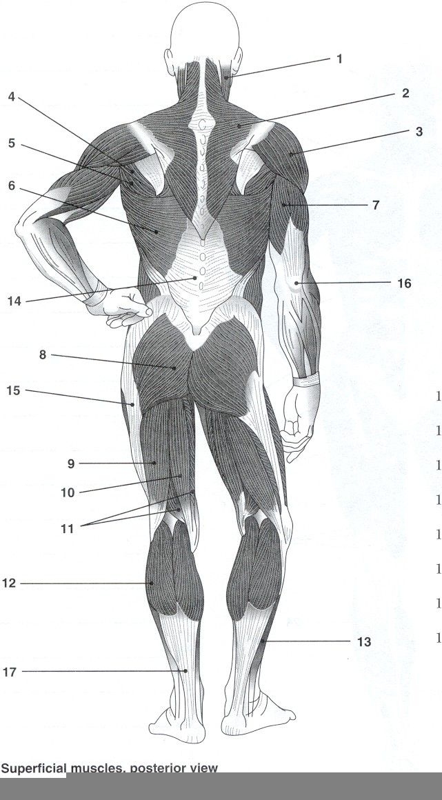 Anatomy Muscle Labeling Worksheet Anatomy Worksheets