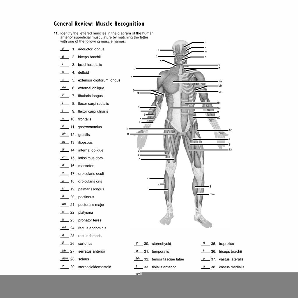 Anatomy Muscle Worksheets Printable Anatomy Worksheets