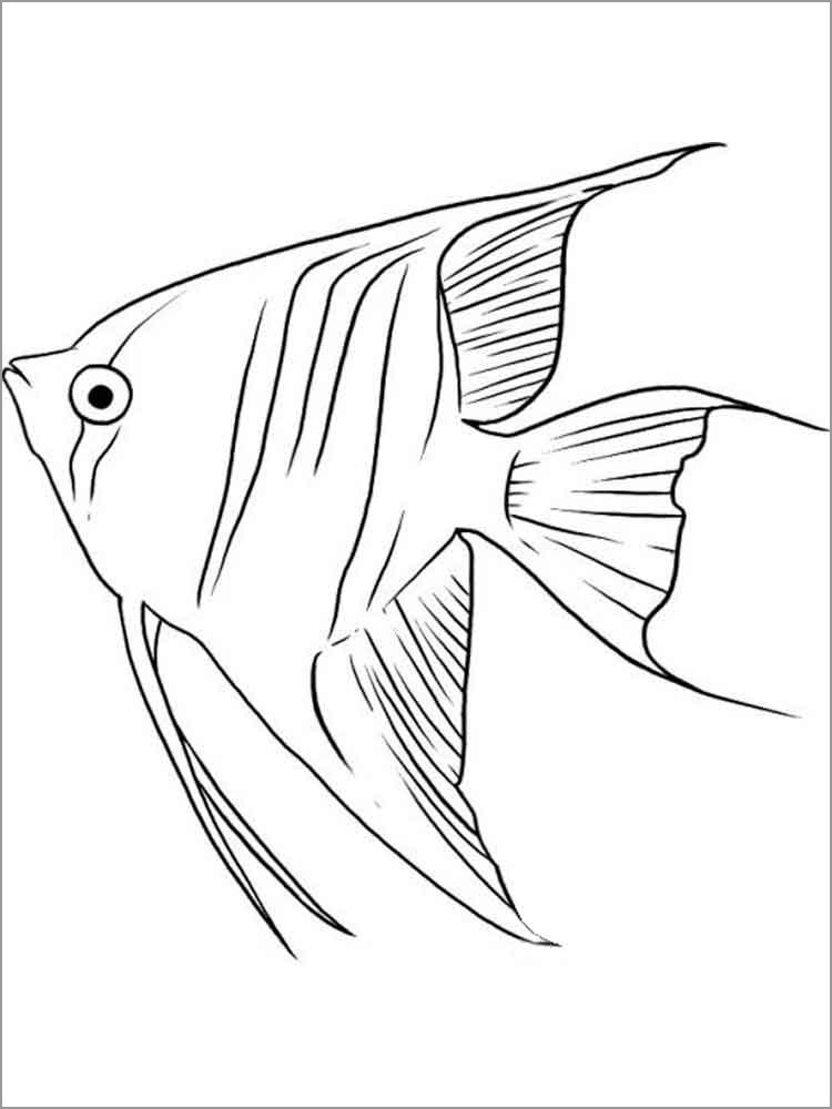 Angelfish Coloring Pages ColoringBay