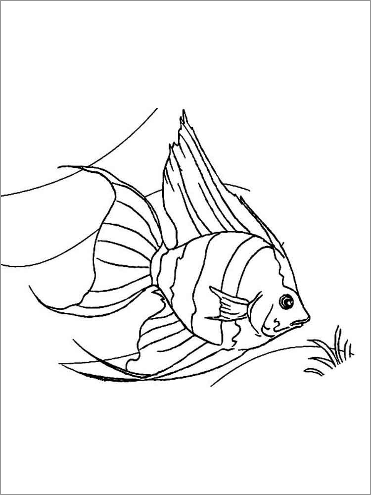 Angelfish Coloring Pages ColoringBay