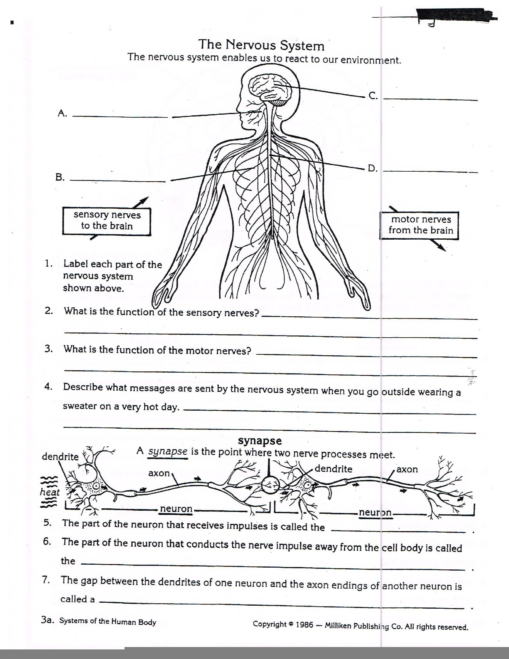 Animal Anatomy And Physiology Worksheets Anatomy Worksheets