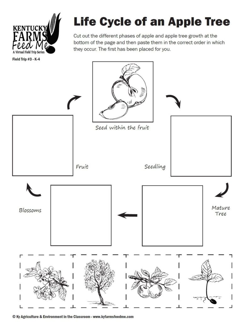 Apple Life Cycle Foldout Science Activity 2D7 Apple Life Cycle Life