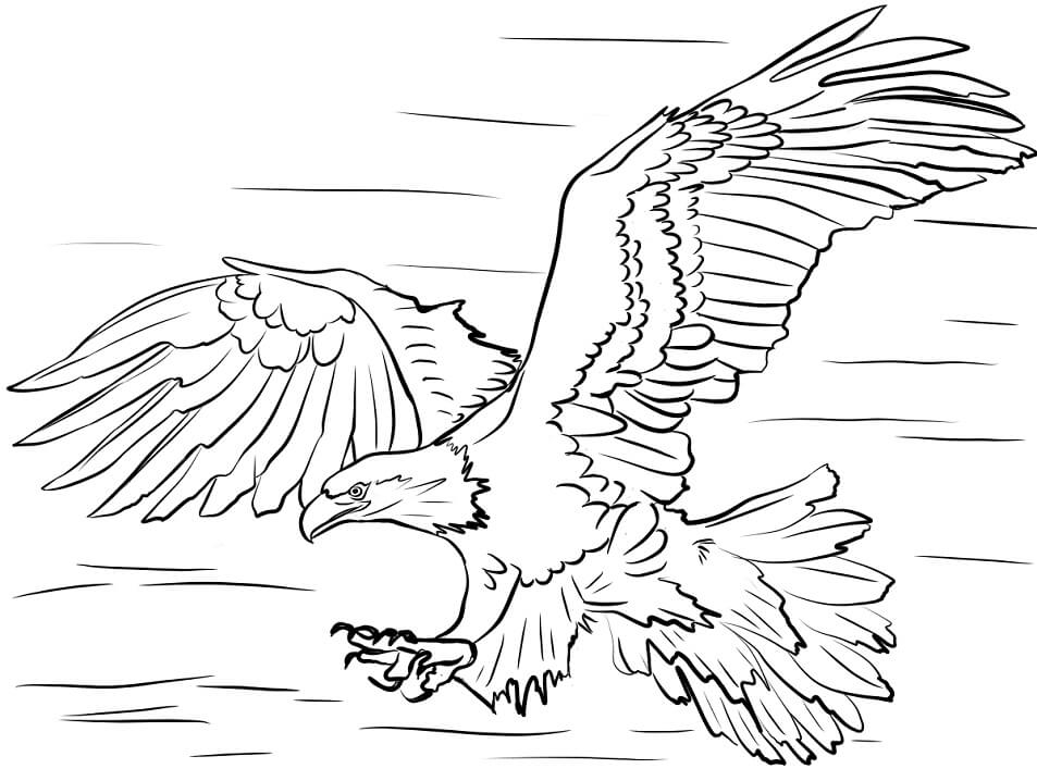 Bald Eagle Head Coloring Page Free Printable Coloring Pages For Kids