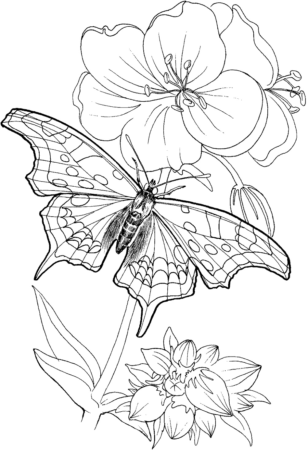 Butterfly Coloring Page