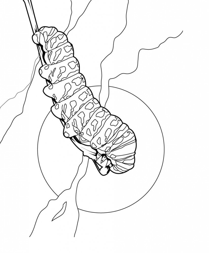 Caterpillar Coloring Pages Images Animal Place