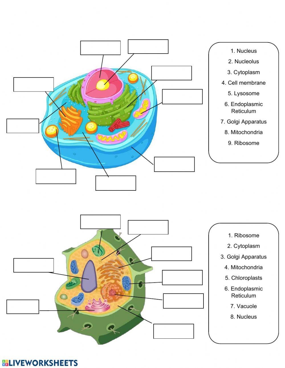 cells and cell organelles worksheet