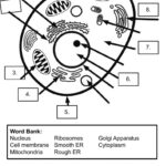 Cell Organelles Worksheet KEY PDF Cell Biology Cell Membrane