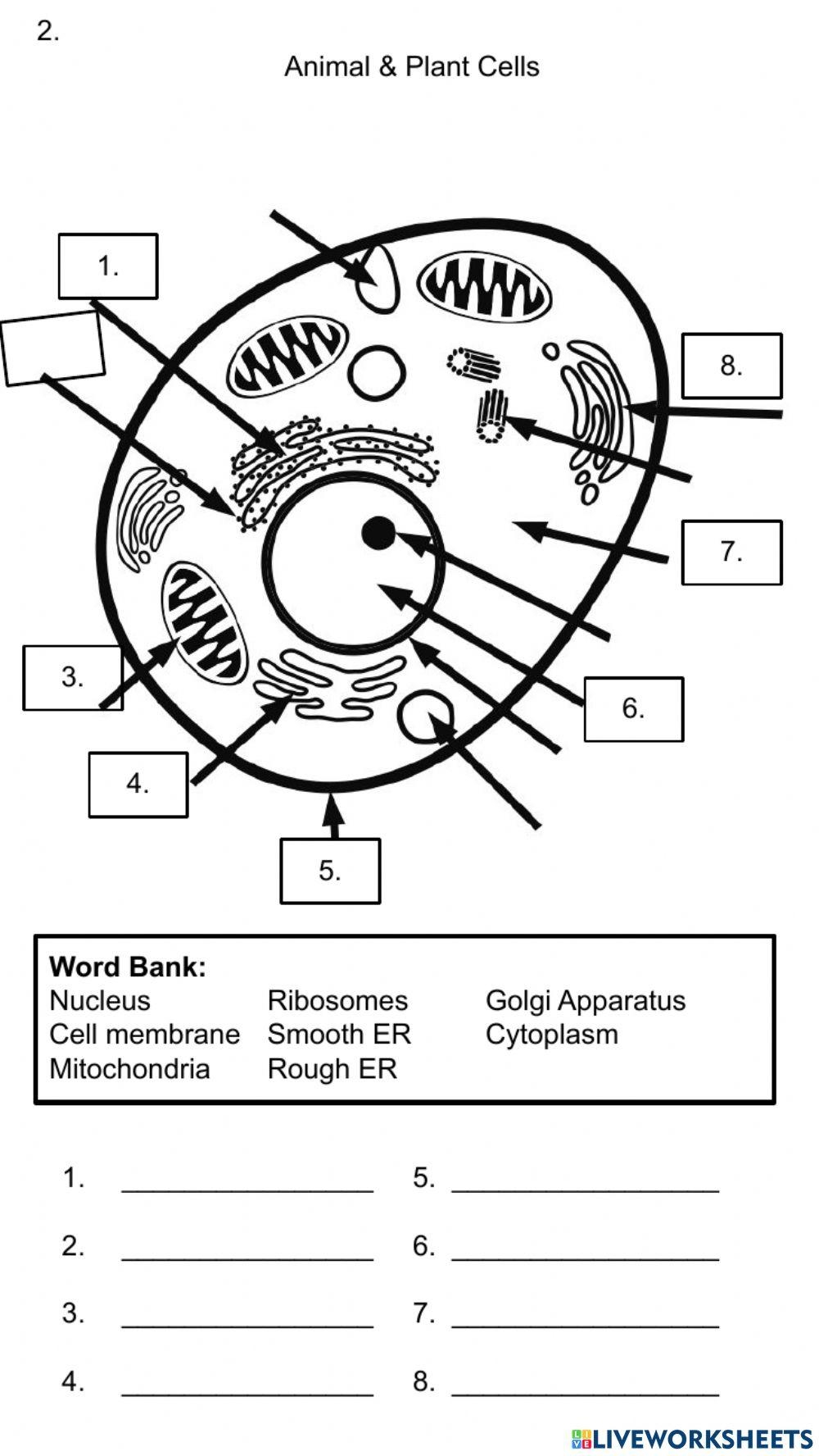 Cell Organelles Worksheet KEY PDF Cell Biology Cell Membrane 