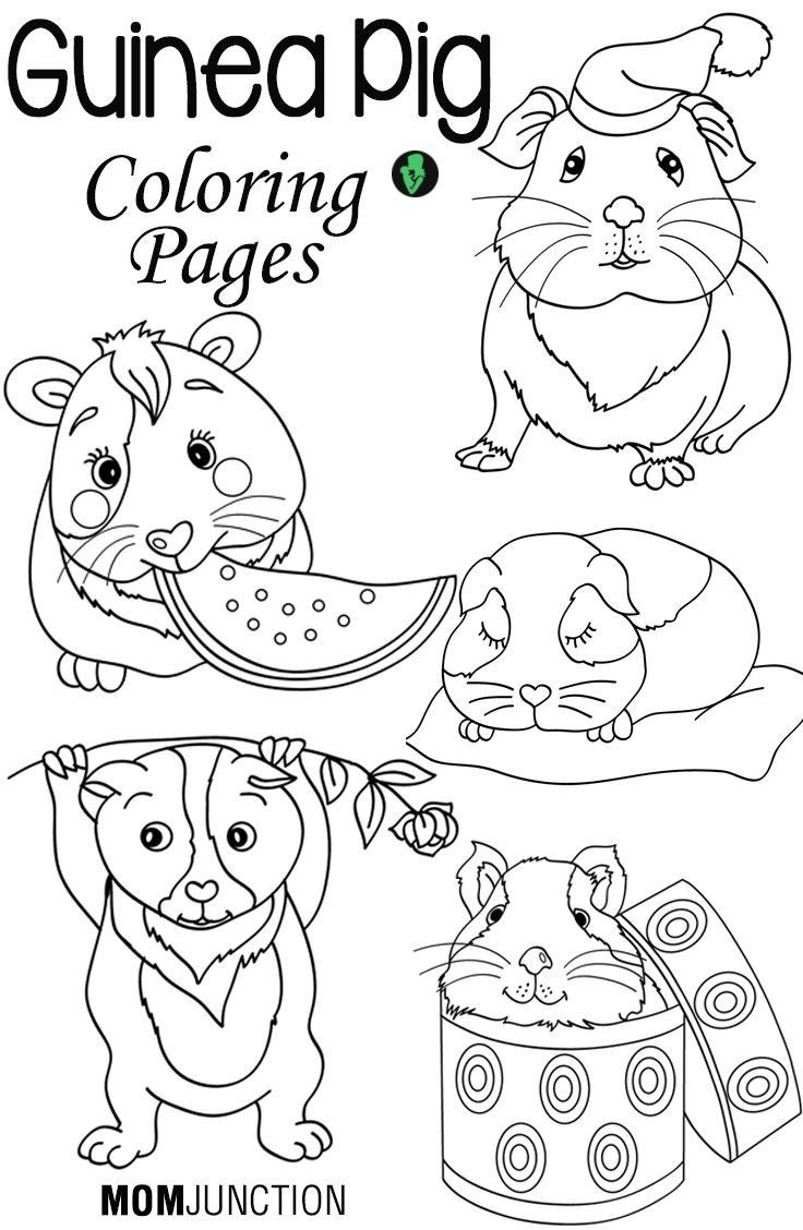 Coloring Pages Guinea Pigs