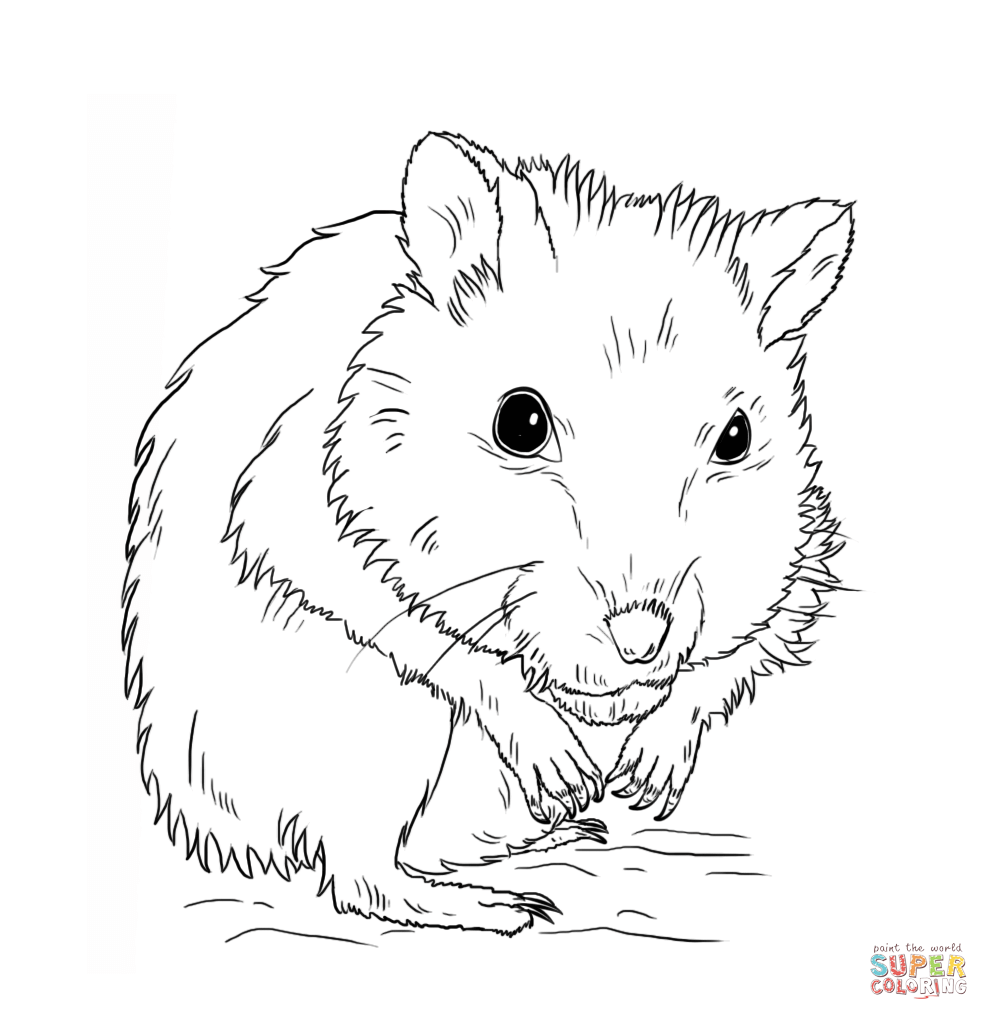 Cute Hamster Coloring Pages Coloring Home