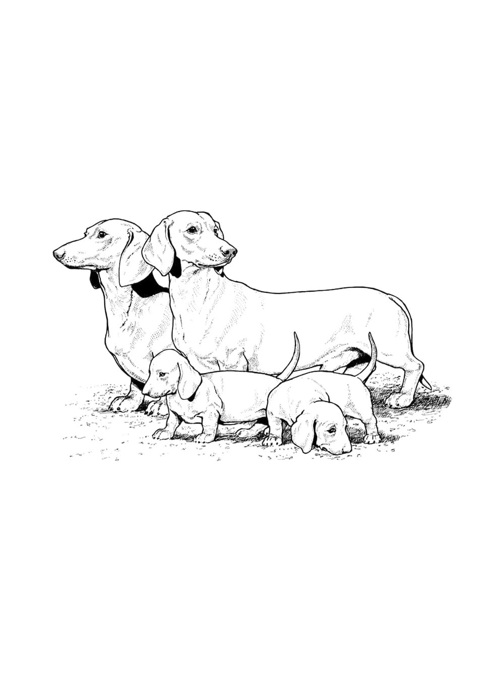 Dachshund Coloring Pages