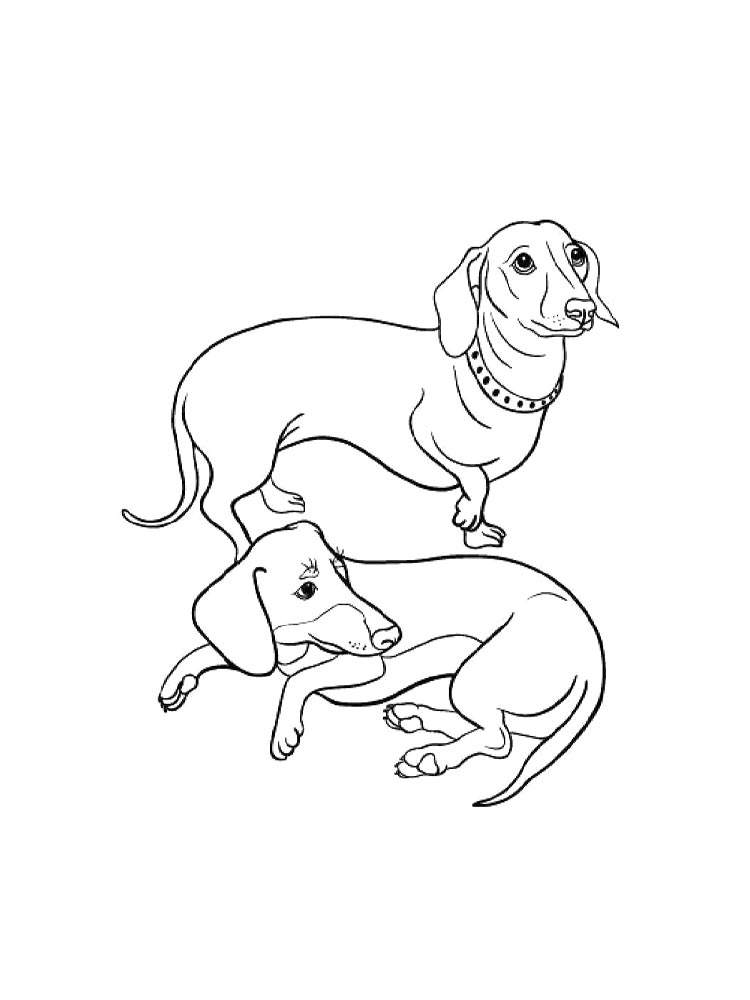 Dachshund Dog Coloring Pages