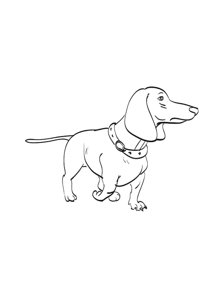 Dachshund Coloring Pages