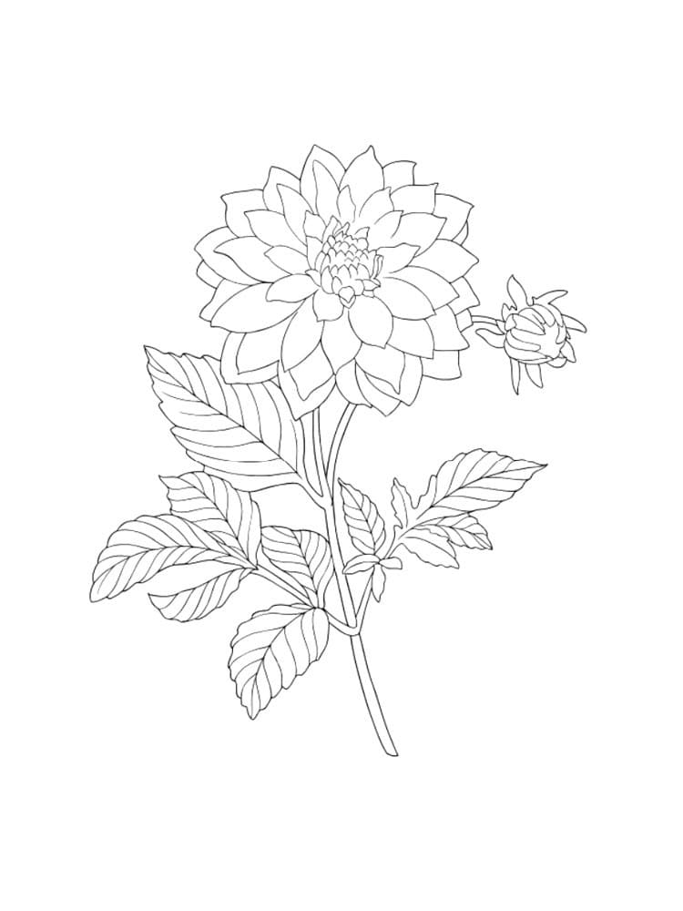 flower coloring page free