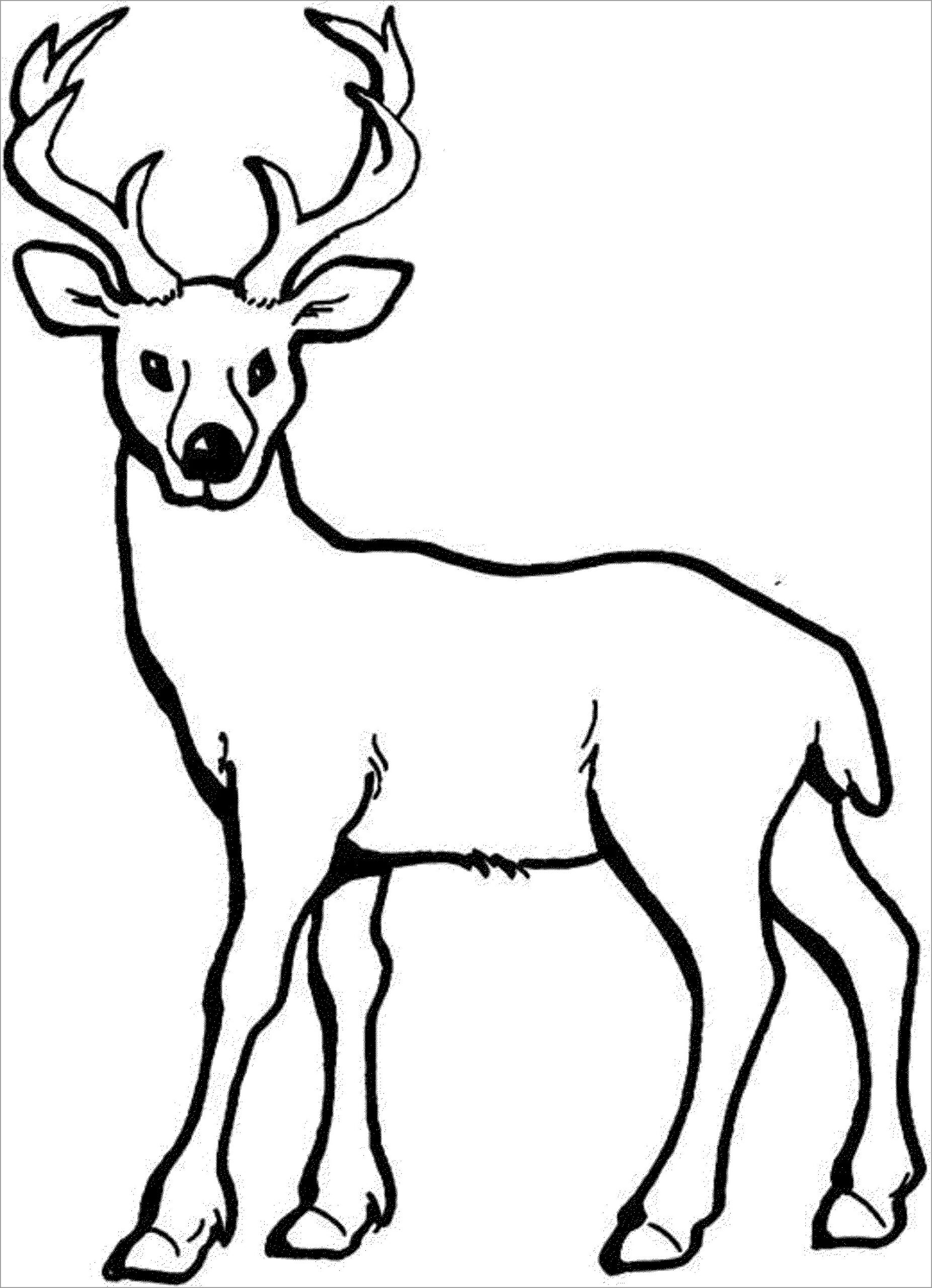 Deer Coloring Pages ColoringBay