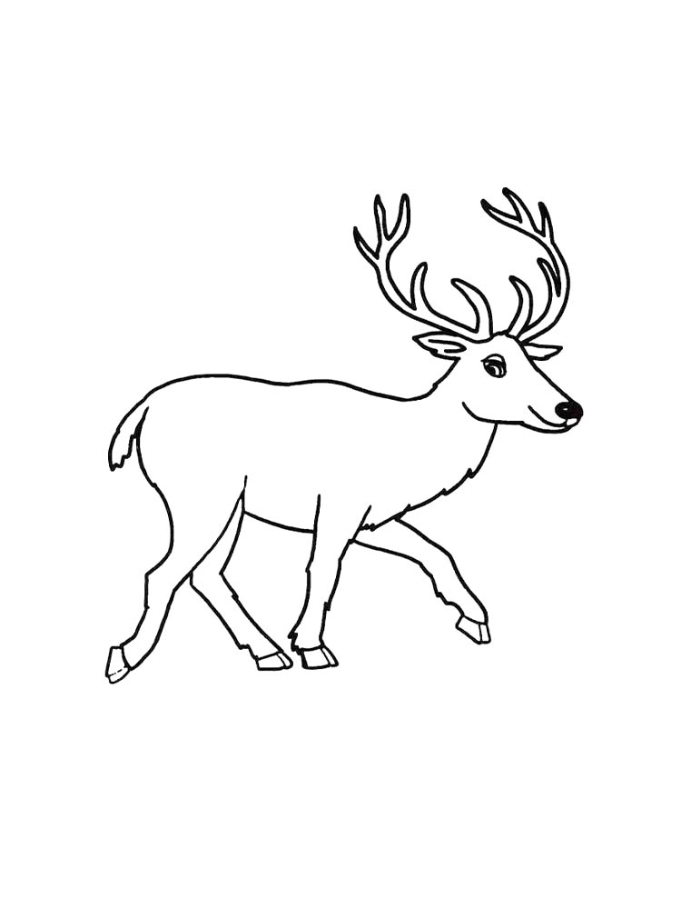 Coloring Pages For Deer