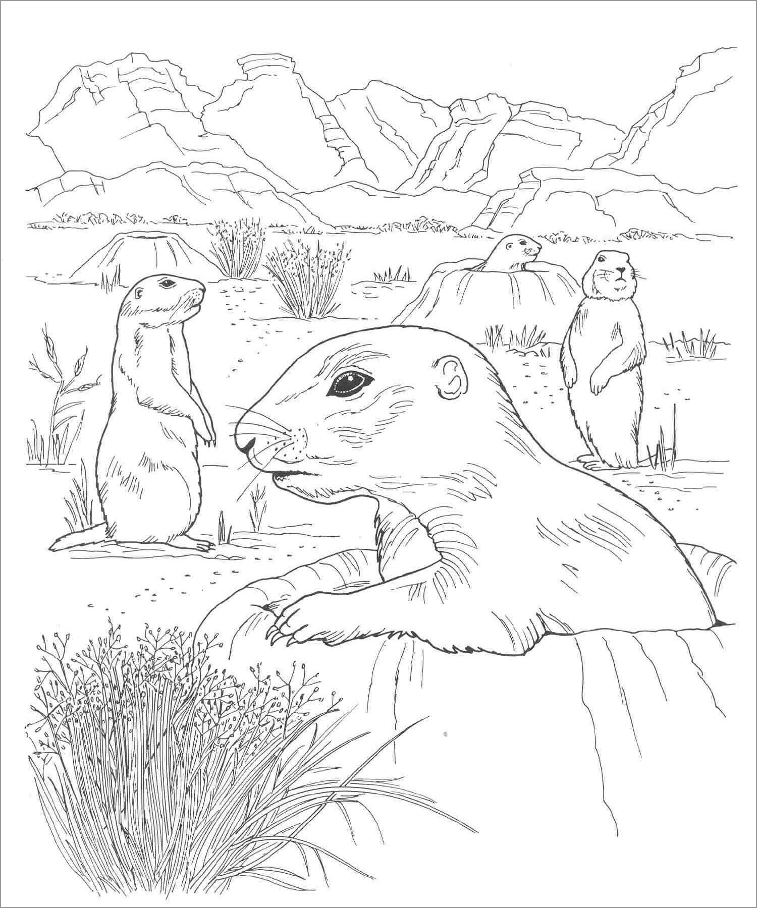 Desert Animals Coloring Pages Printable ColoringBay