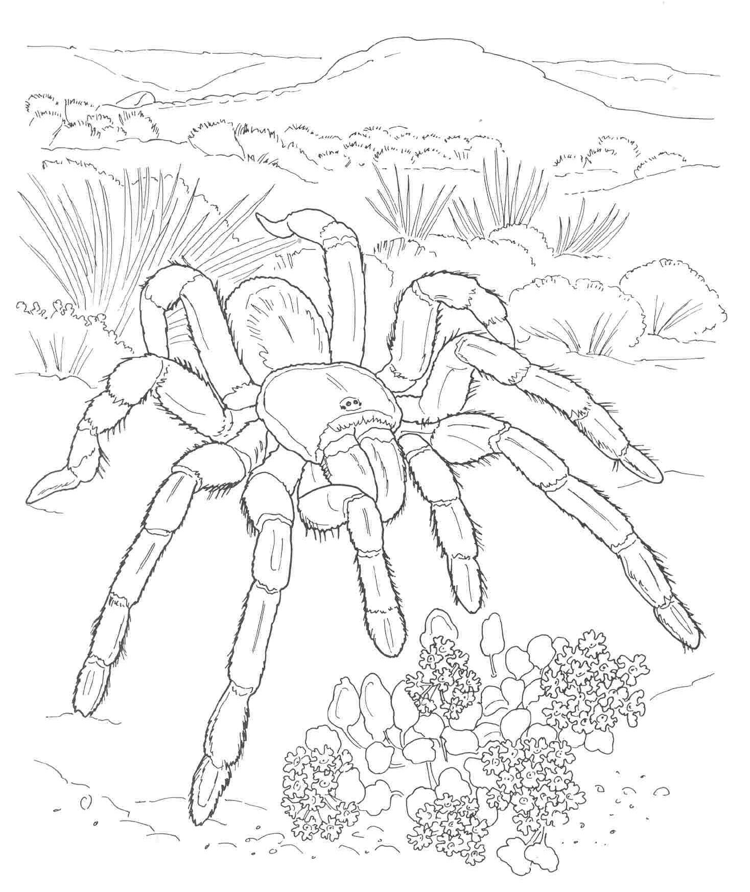 Desert Coloring Page Coloring Home