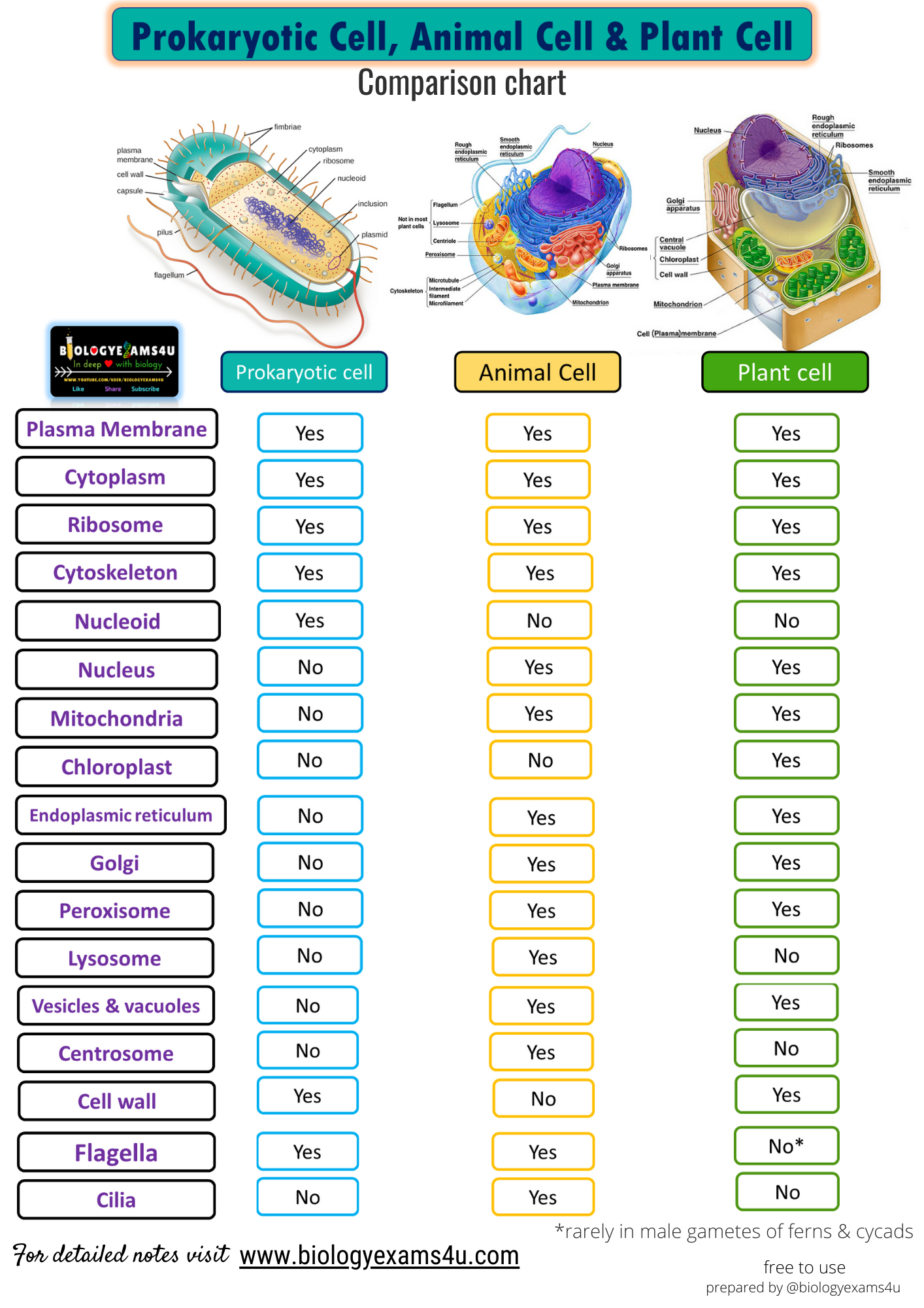 Differences And Similarities Between Plant Cell Animal Cell And
