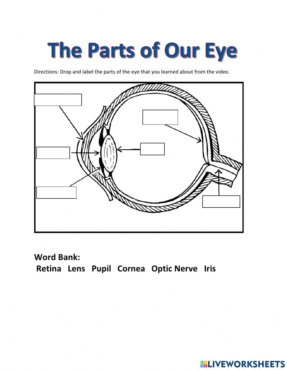 Diyworksheet Diagram Of The Eye Parts Of The Eye Homework 