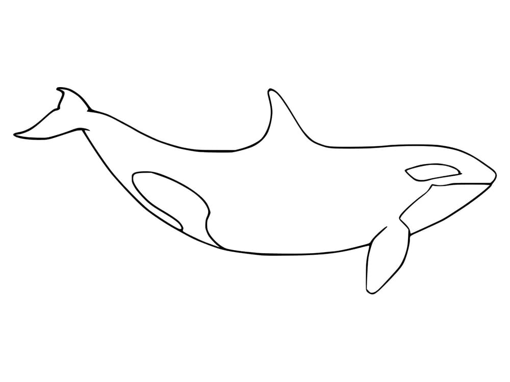 Coloring Pages Orca